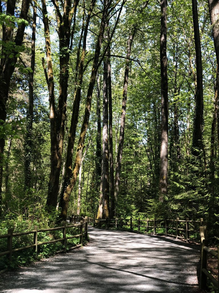 Mosquito Creek Trail in North Vancouver